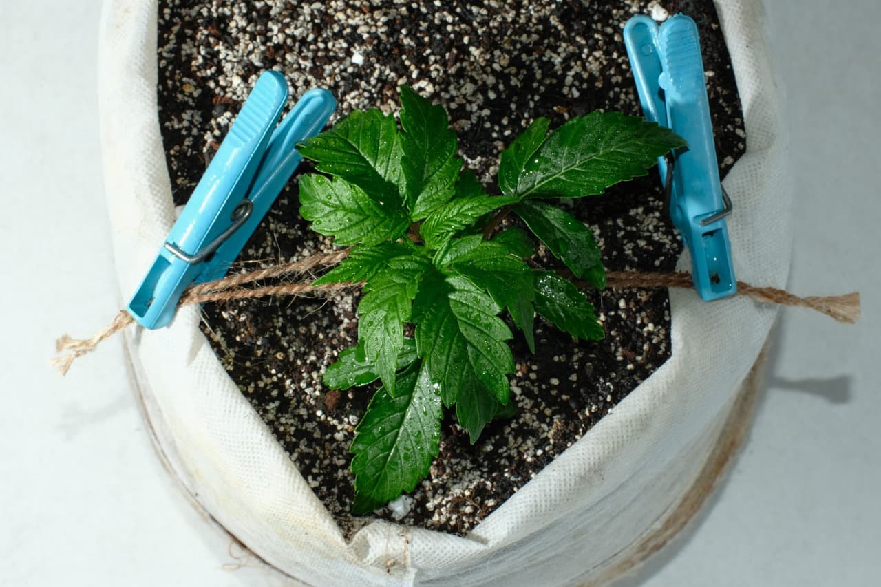 How to Train Autoflowers to Get Bigger Yields