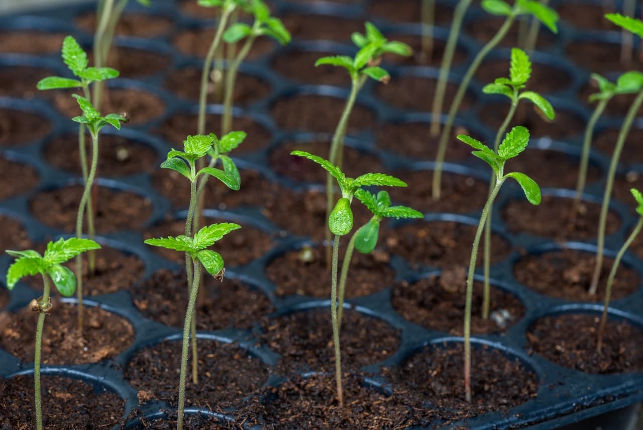 How to Prevent and Fix Cannabis Seedling Stretching