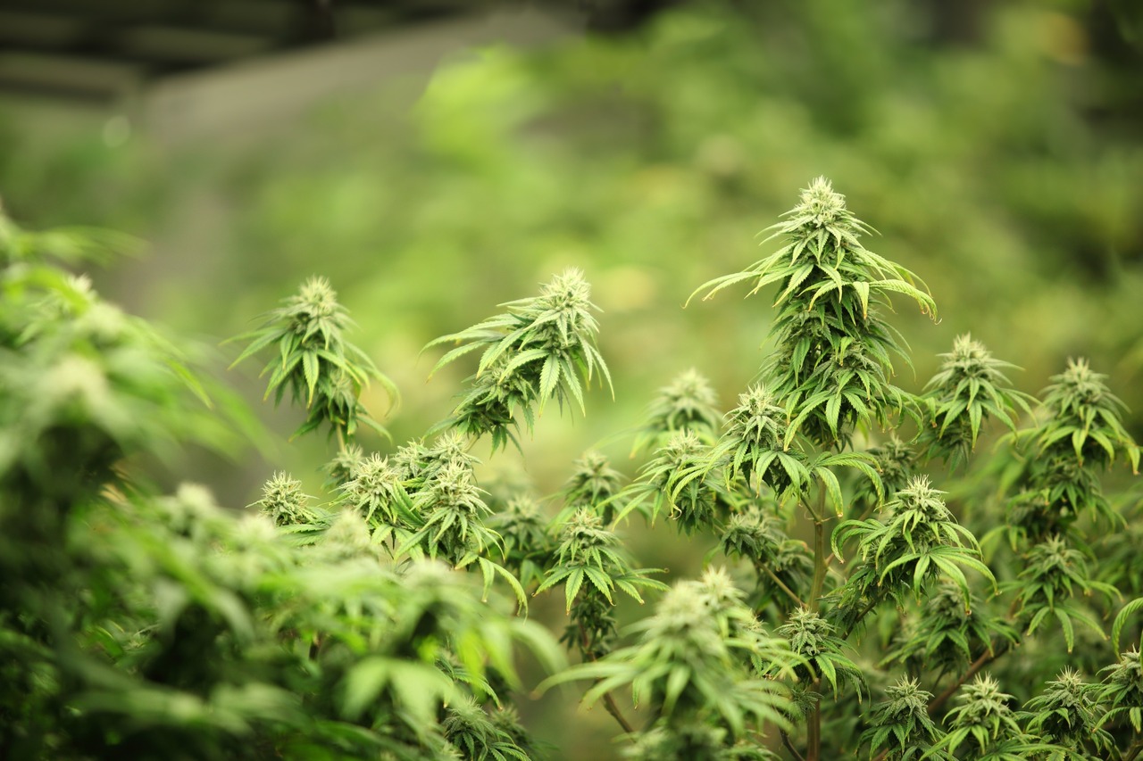 The Flowering Stage of Cannabis Week By Week