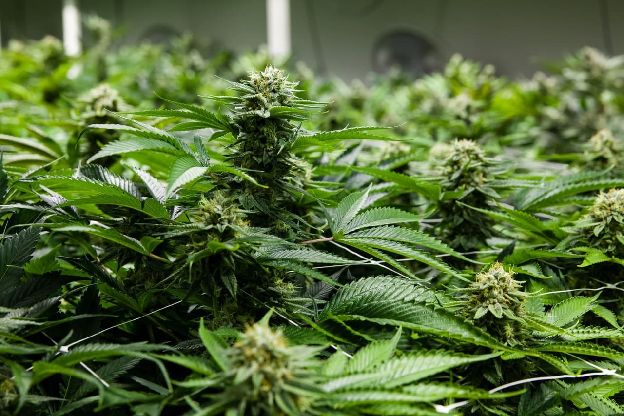 Top five tips for growing marijuana indoors