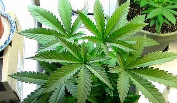  Tips To Consider When Growing Marijuana Indoors And Outdoors