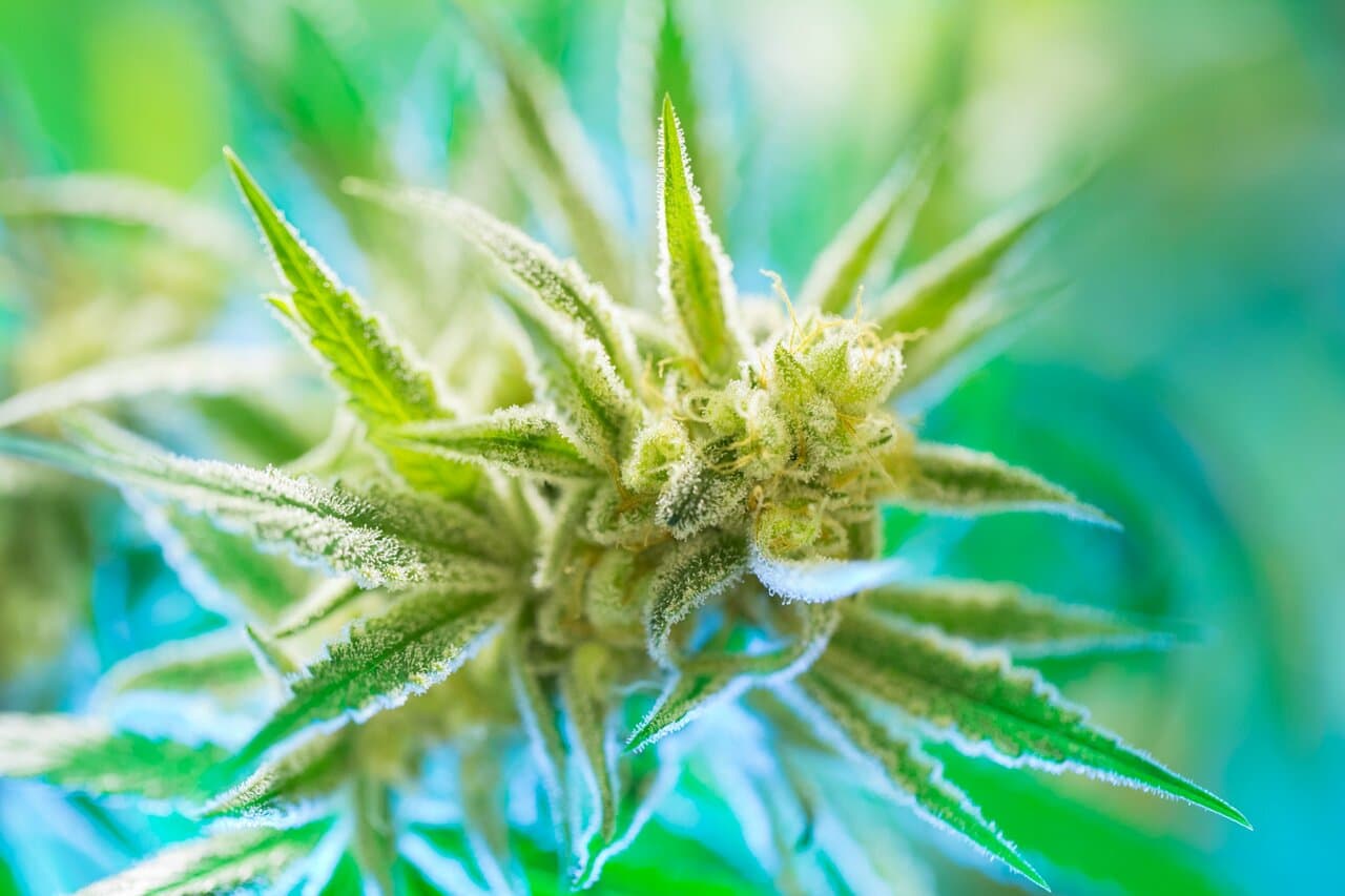 The anatomy of cannabis trichomes: Everything you need to know