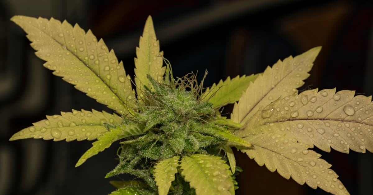 How to fix a nitrogen deficiency in cannabis