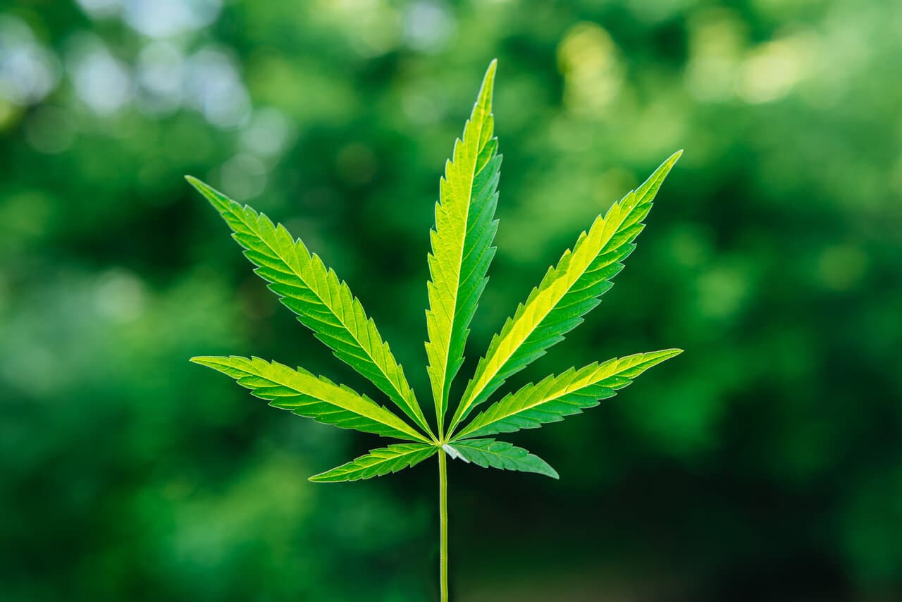 Marijuana Leaves: Ultimate Guide