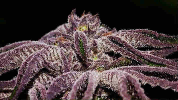 Marijuana Seeds for Sale and Growing Tips