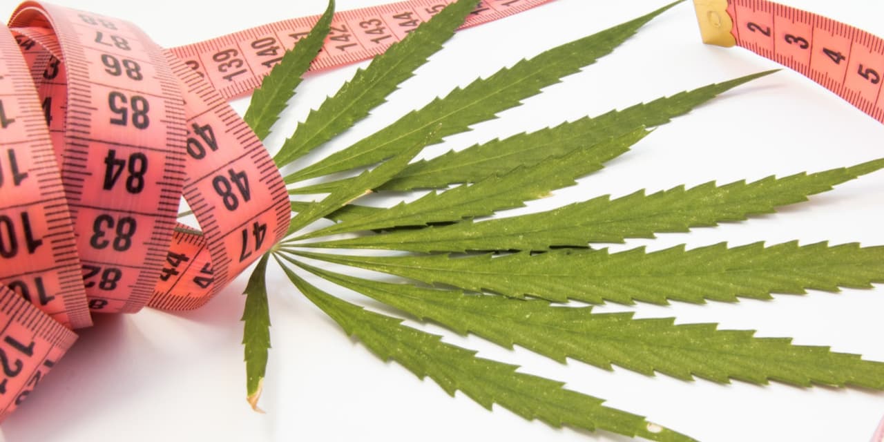 Cannabis and Weight Loss: The Facts 