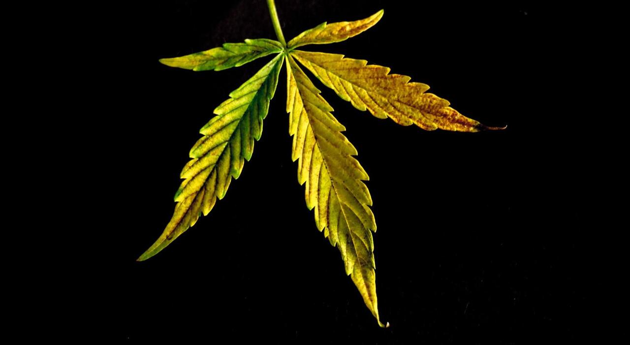 Cannabis Leaves Turning Yellow: The Causes and Cures