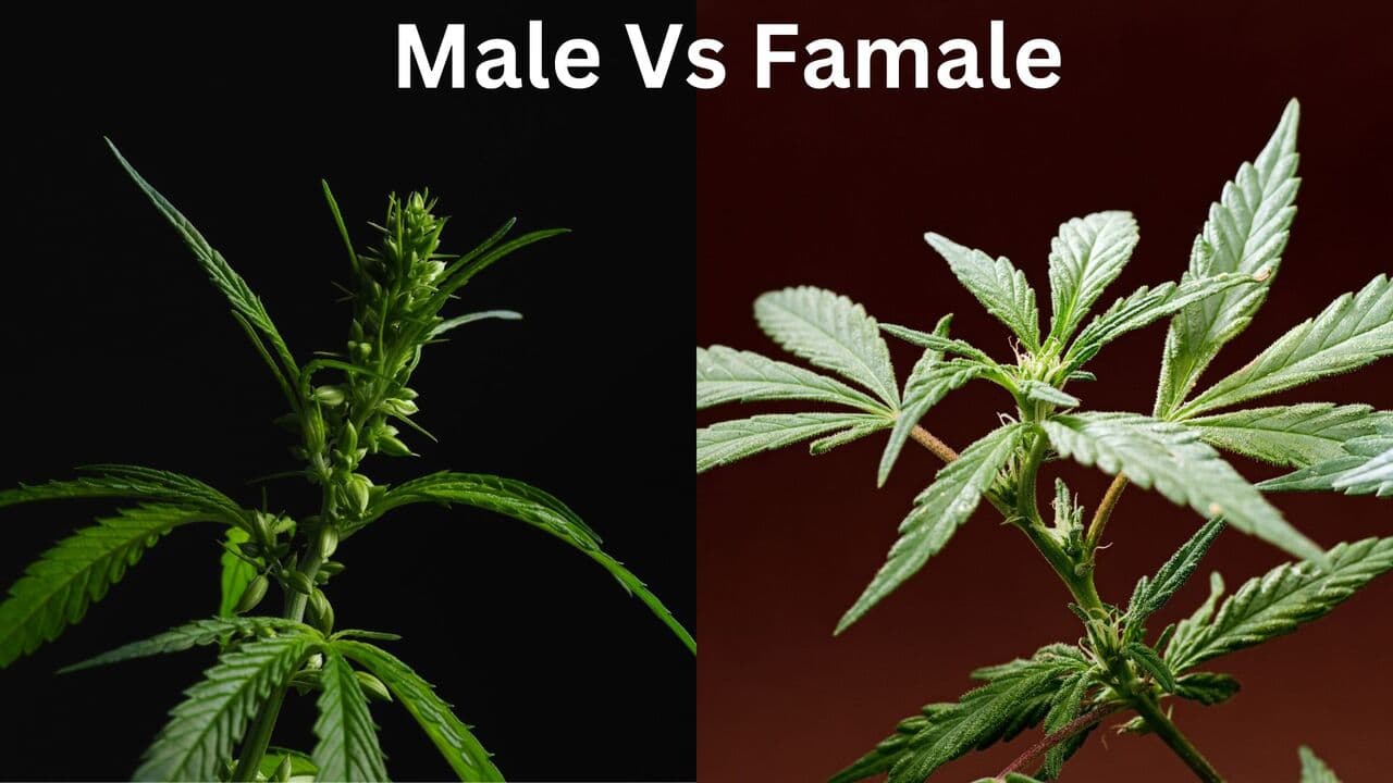 Male vs. Female Plants: All Questions Answered