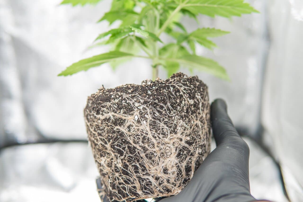 Mycorrhizae for Cannabis: The Power of Weed and Fungi Symbiosis