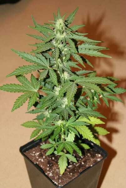 Autoflowering Seeds – Rapid Results with Ease 