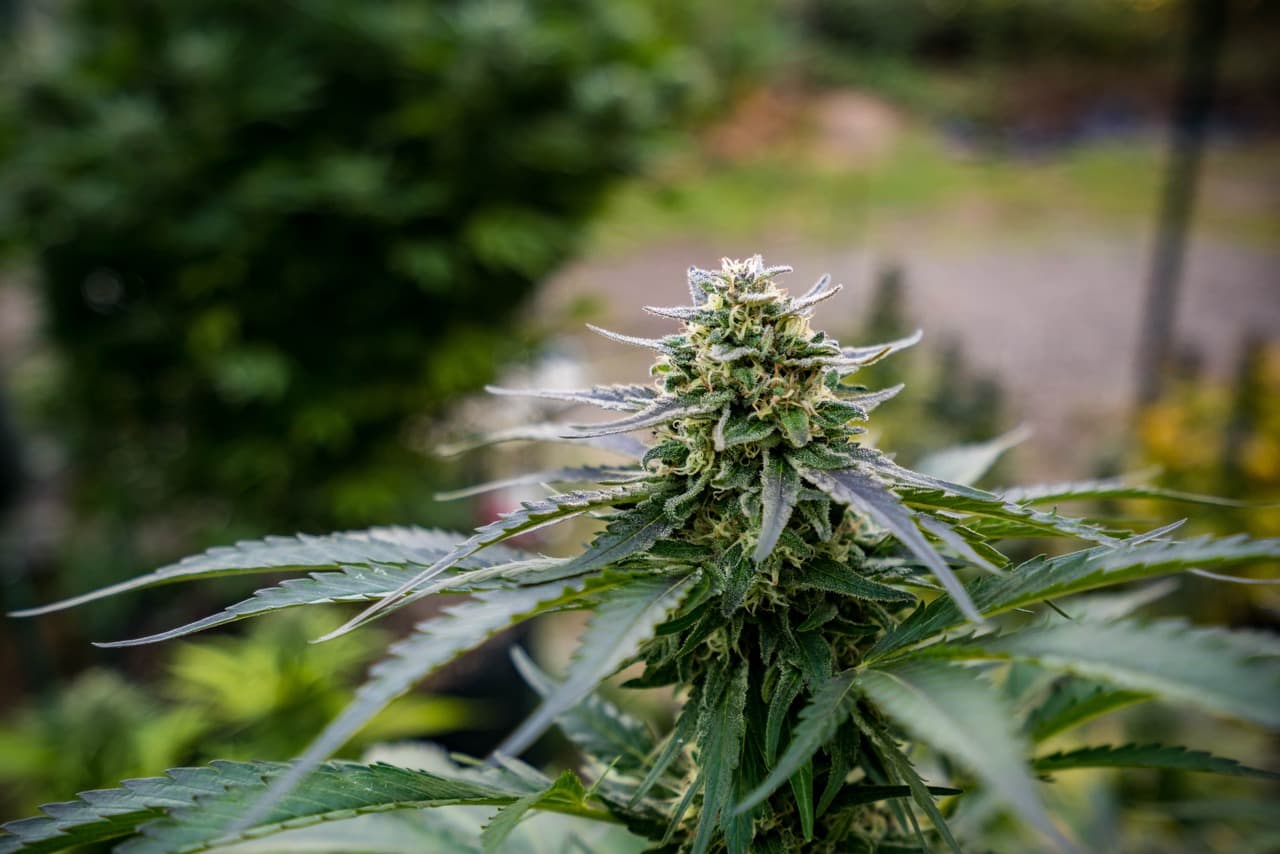 9 best beginner marijuana strains for 2021