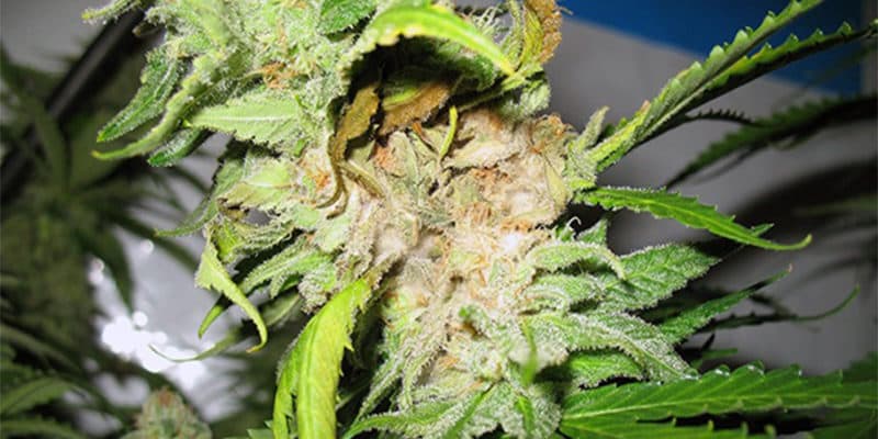 Bud rot on weed: How to banish it like a boss
