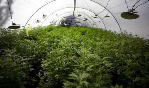 Durham Relaxes Laws On Cannabis Growers