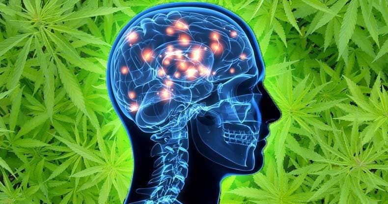 Cannabis Compound Shows Potential in Alzheimer’s Treatment Trials 