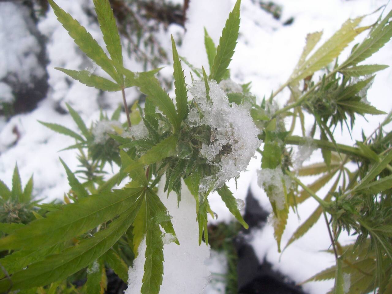 Winter Cannabis Cultivation – Coping With the Cold