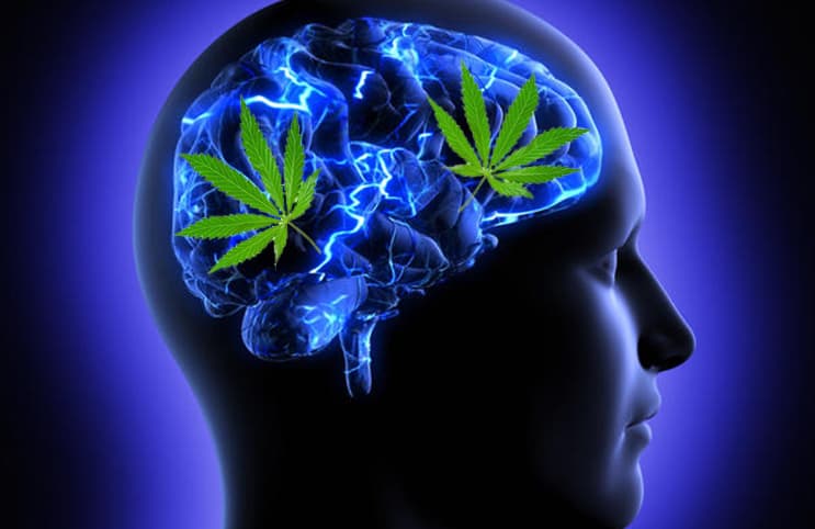Cannabis and Memory – What’s the Story?