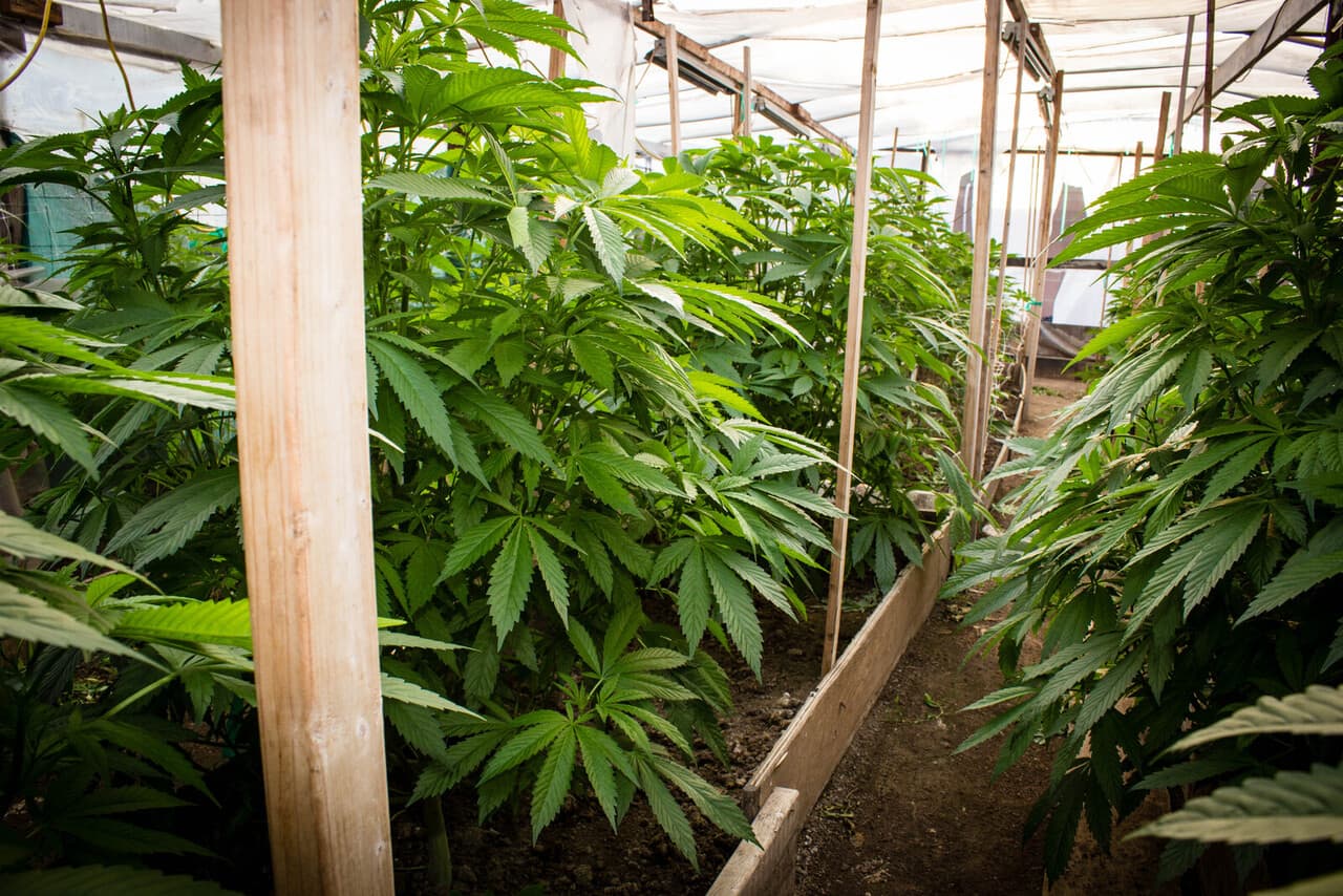 The basics of growing marijuana in a greenhouse