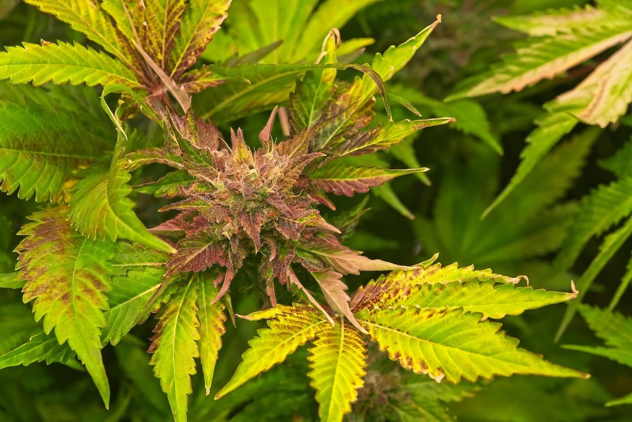 Preventing molybdenum deficiency in cannabis plants
