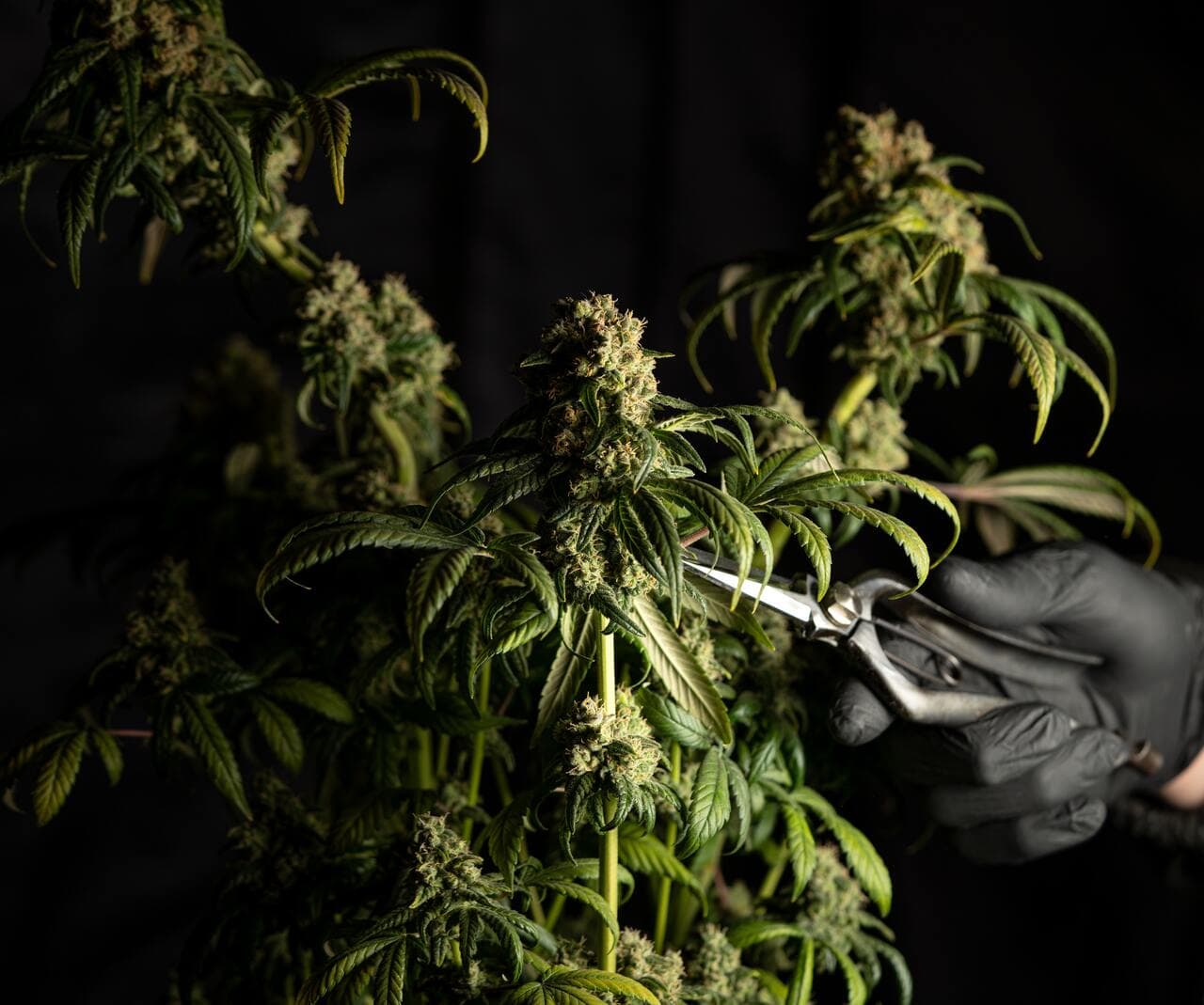 When to Harvest Cannabis: Ultimate Guide