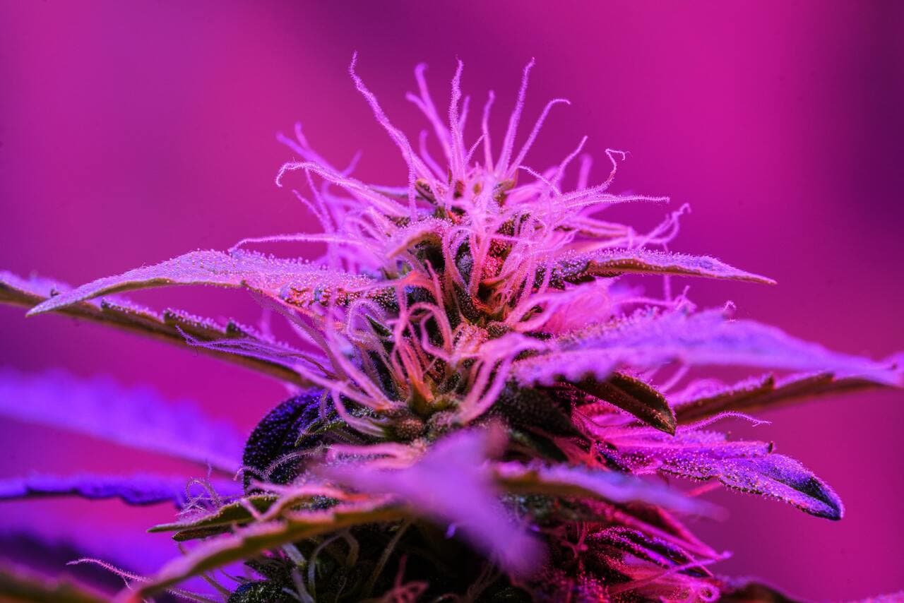Top seven purple weed strains you must try