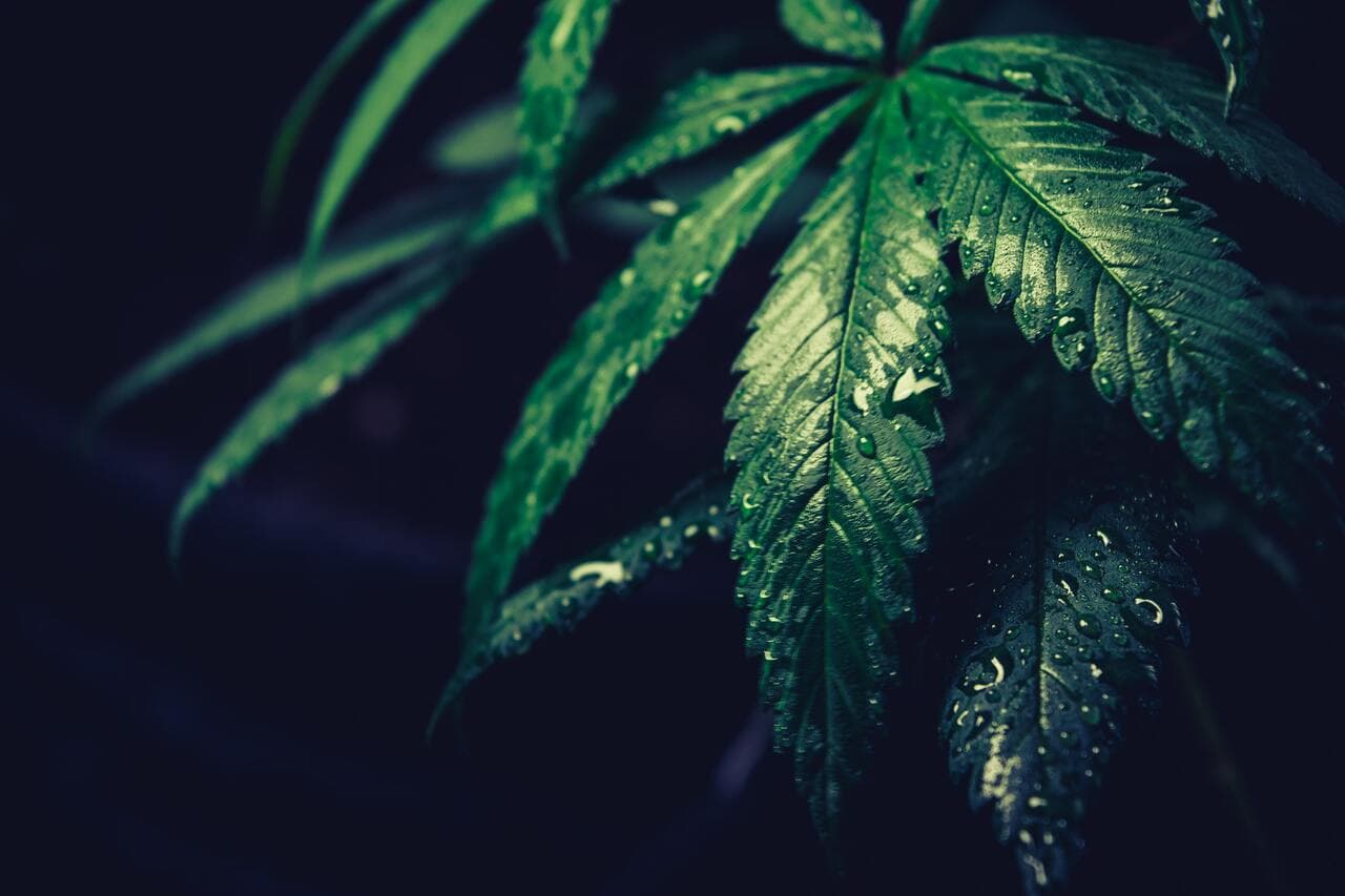 Humidifiers and Growing Marijuana: Everything You Need to Know!