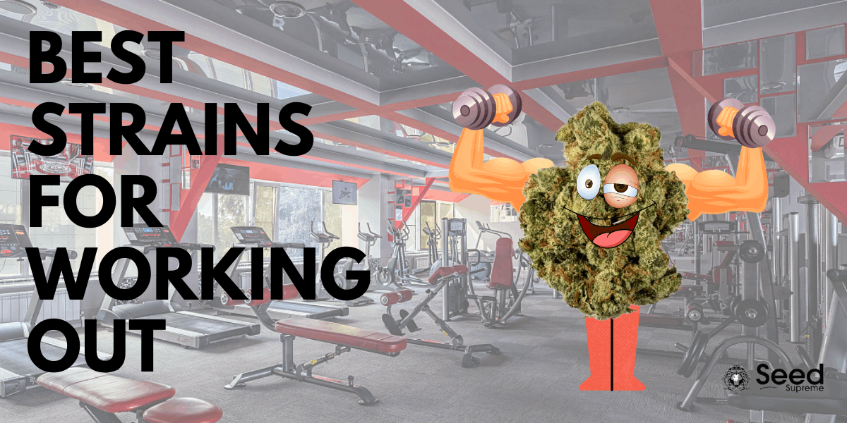 Best Strains for Working Out While High