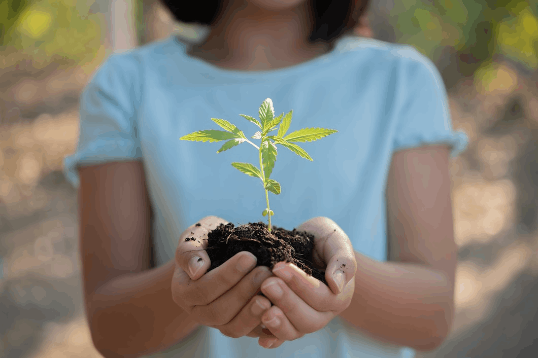 How to Master the Cannabis Seedling Stage