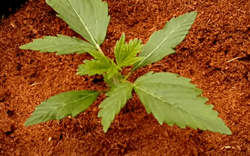 The Best Fertilizers for Outdoor Cannabis Growing