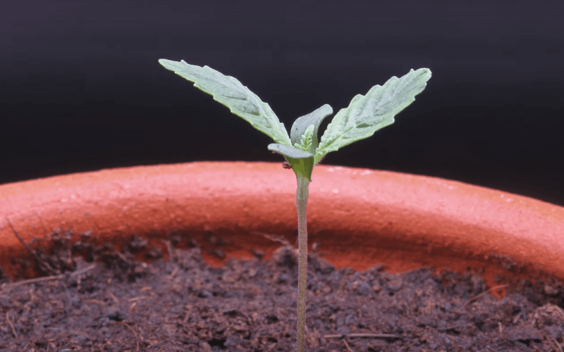 Here Is How to Plant Autoflowering Seeds Right