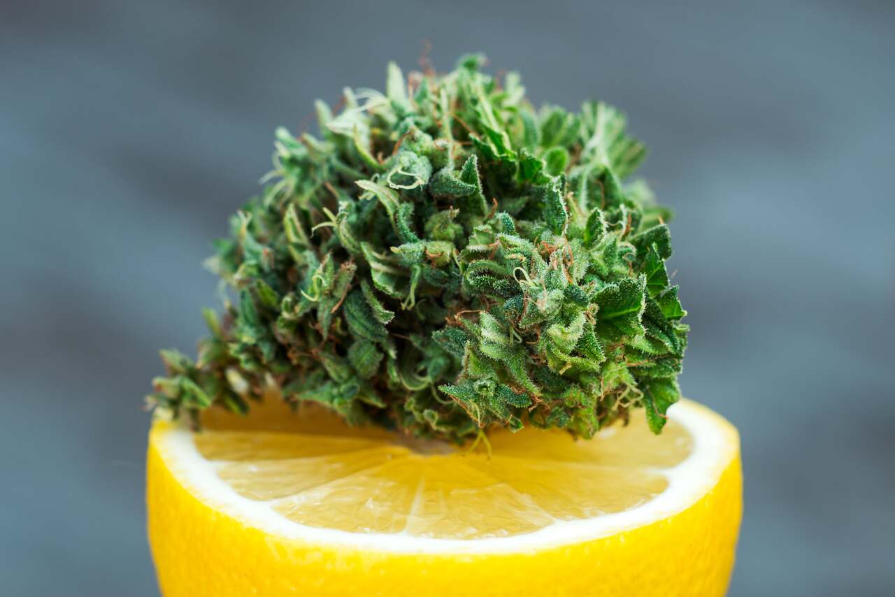 Top 5 lemon weed strains