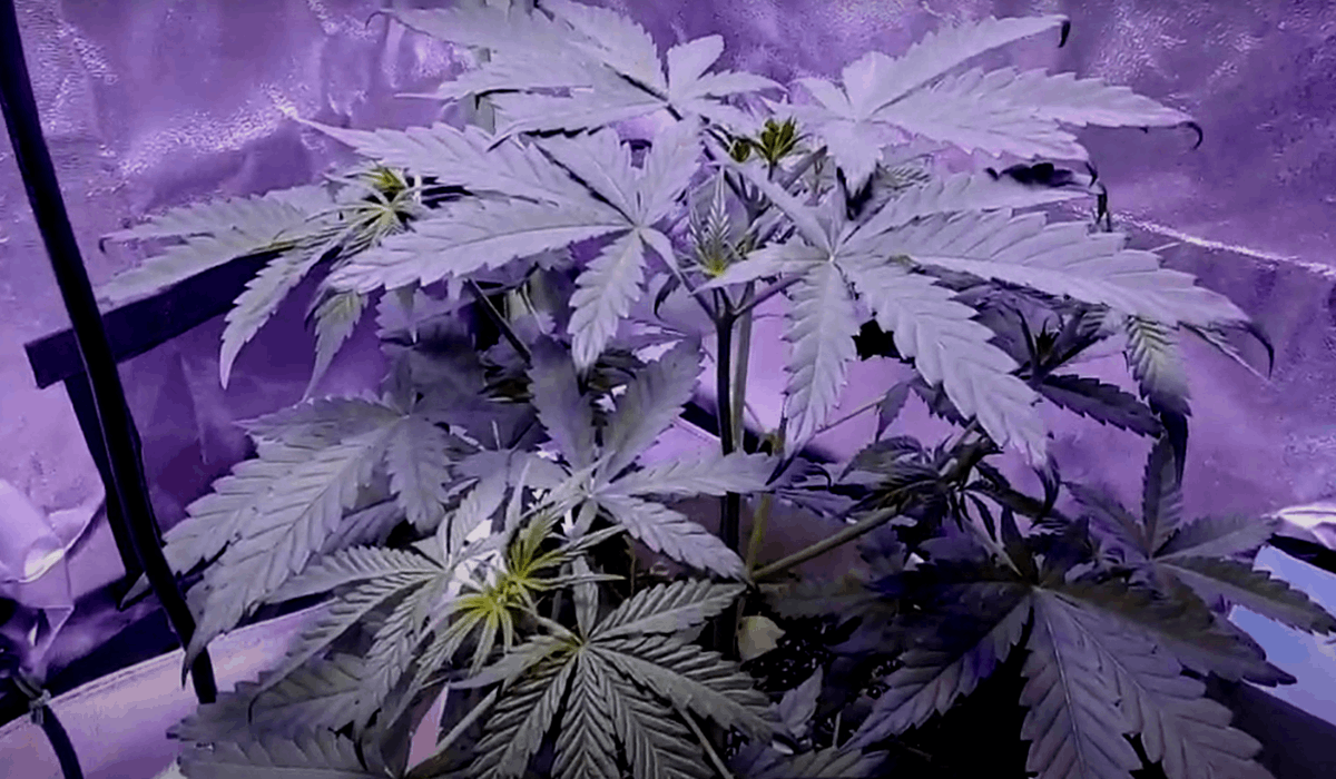 Why are cannabis leaves curling up and down?
