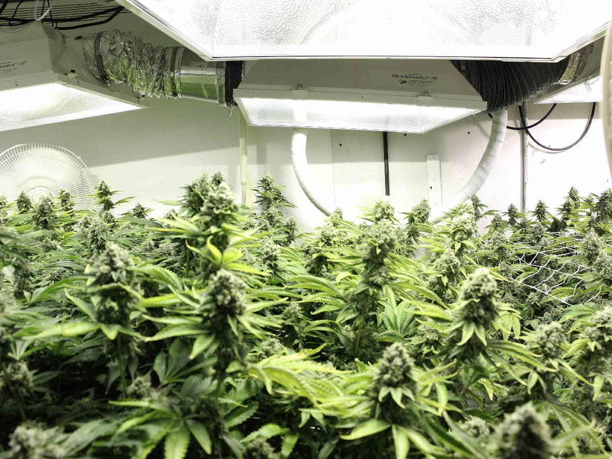 The Formula for Growing Weed Indoors Successfully