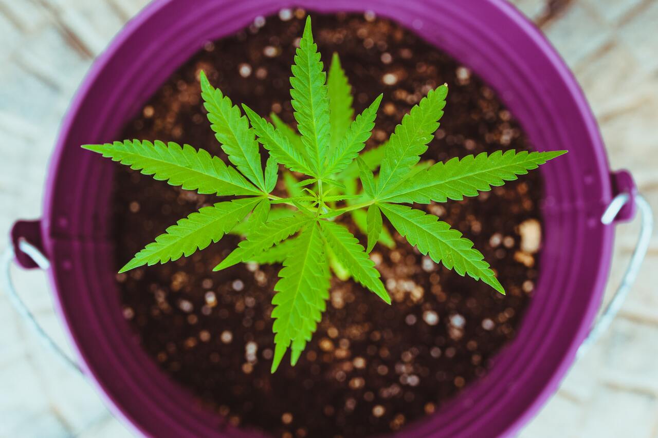 10 Organic cannabis fertilizers for an abundant yield