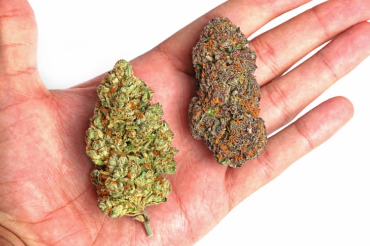 Should I mix two or more cannabis strains together?