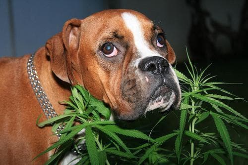 Pot For Pets – The Debate Rages On