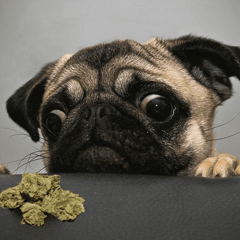 Planning to Give Your Pets Pot? Read This First: