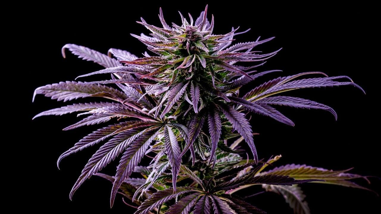 Is Purple Weed Really Better?