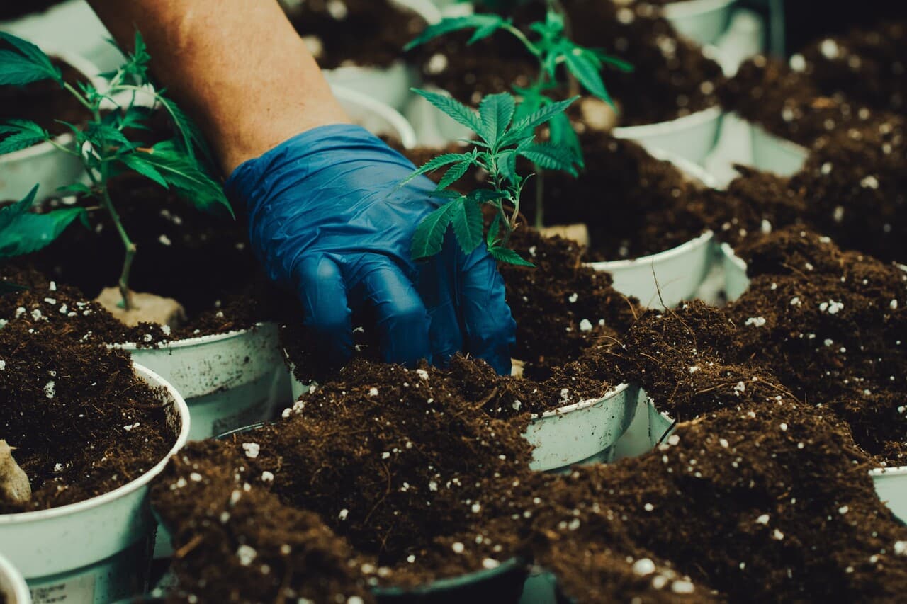 The Best Soil for Cannabis: A Complete Guide for Home Growers