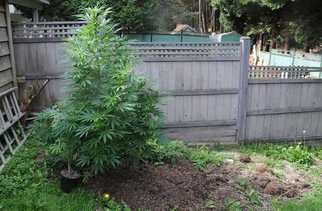 Top Tips For Growing Cannabis Outdoors