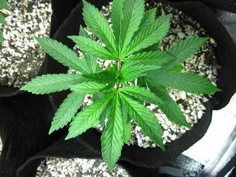 What to Consider When Getting Feminized Weed Seeds From The Internet