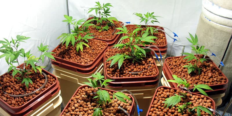 What You’ll Need to Get Started in Hydroponics 