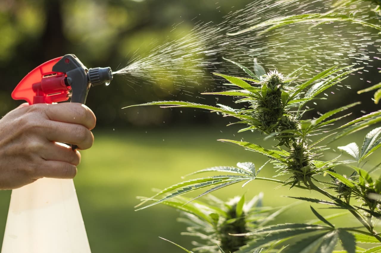 an example of watering weed