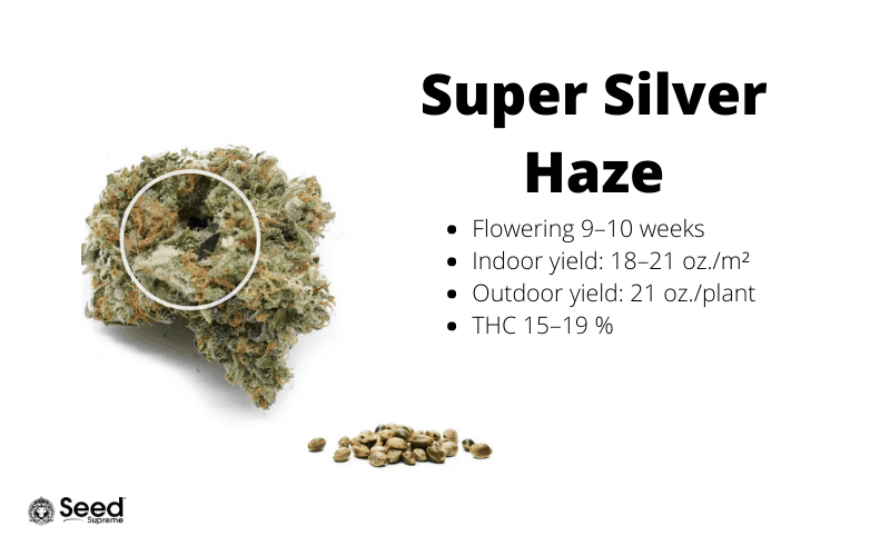 Super Silver Haze feminized cannabis seeds