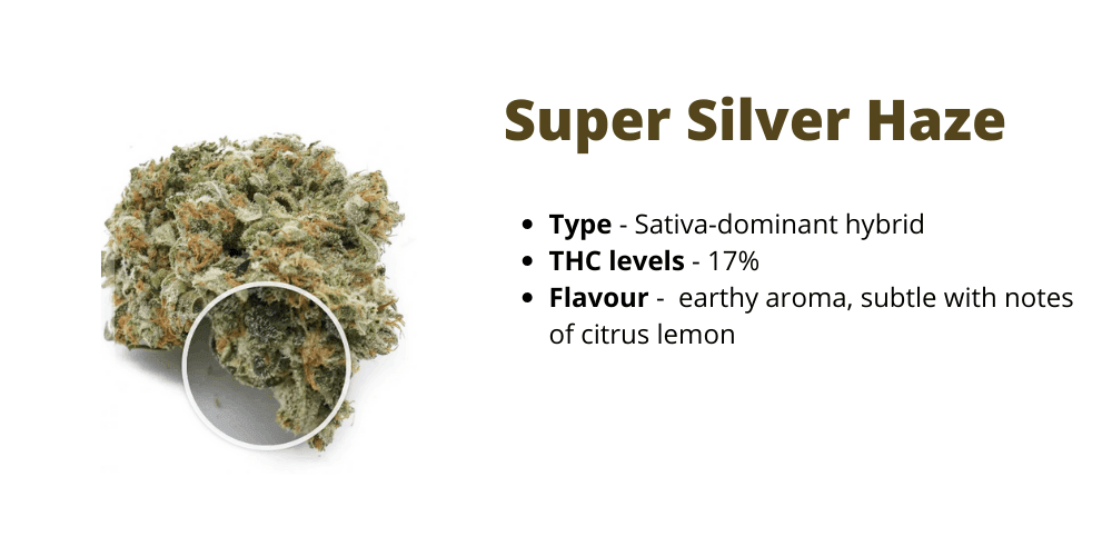 Super Silver Haze strain