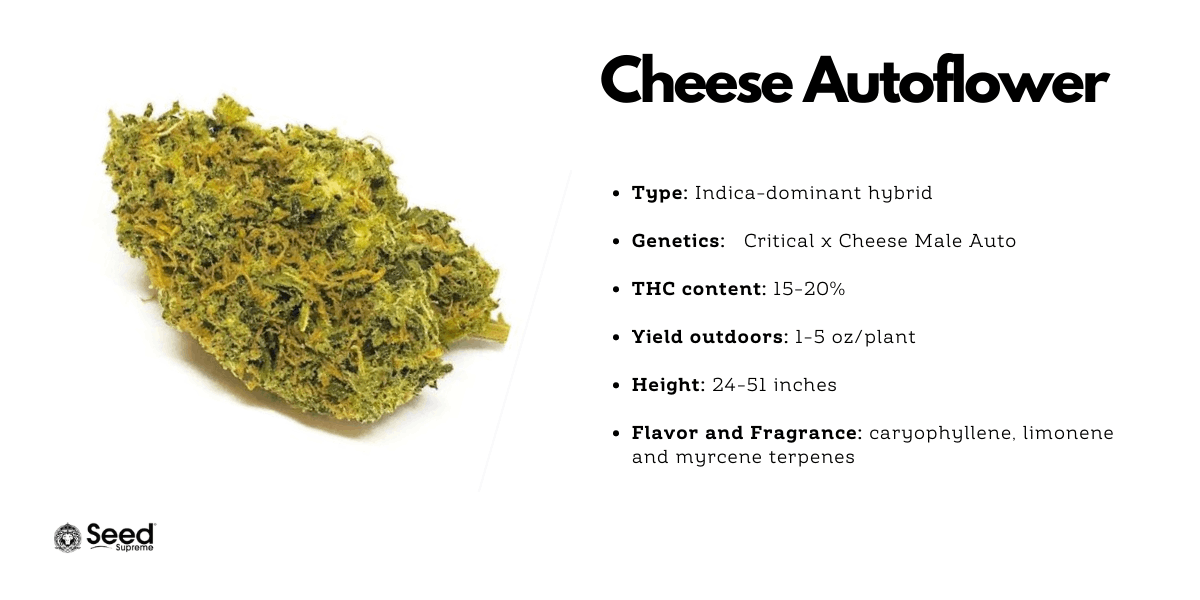Cheese Autoflower