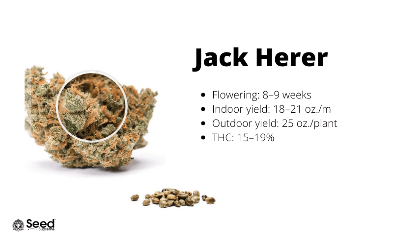 Jack Herer feminized cannabis seeds