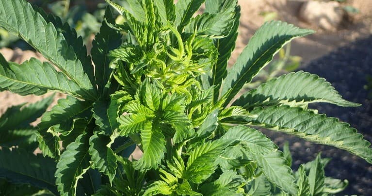 Beet curly top virus on cannabis