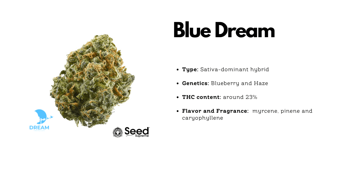 Blue Dream cannabis hybrid strain