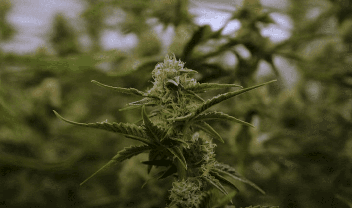 cannabis flowering: week 5