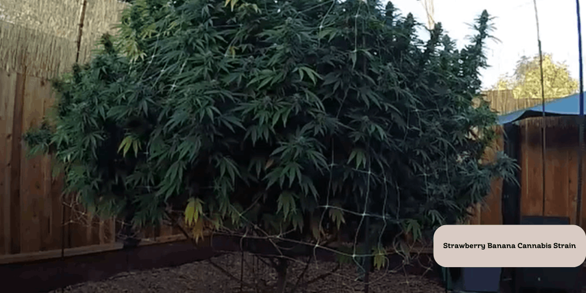 Strawberry Banana cannabis strain grown outdoors, in Arizona